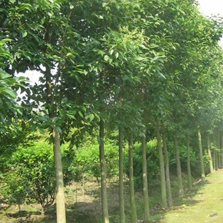 苗圃直供高桿大葉女貞 湖南大葉女貞價(jià)格 規(guī)格 量大價(jià)優(yōu)