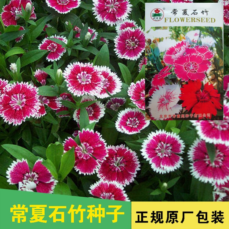 盆栽花卉種子 宿根常夏石竹種子 陽(yáng)臺(tái)四季播易種花草種子耐熱耐寒