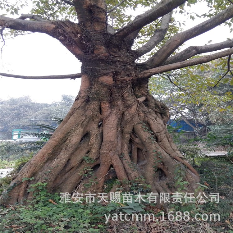 基地批发黄葛树树苗 庭院风水树黄角树大叶蓉桑科黄桷树绿化树苗