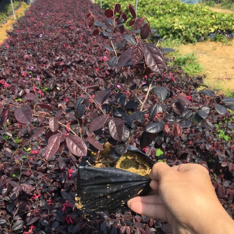 批量生產(chǎn)紅花繼木小苗 百種品種地被生產(chǎn)基地 貨源充足規(guī)格