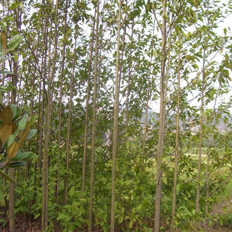 綠化苗木杜英樹批發(fā) 移栽杜英小苗 湖南基地直供 質(zhì)優(yōu)價(jià)低