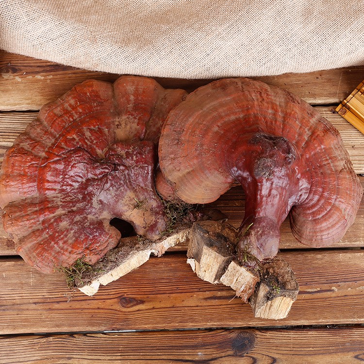 三江源長(zhǎng)白山新鮮松杉靈芝 東北特產(chǎn)新鮮林下松杉靈芝