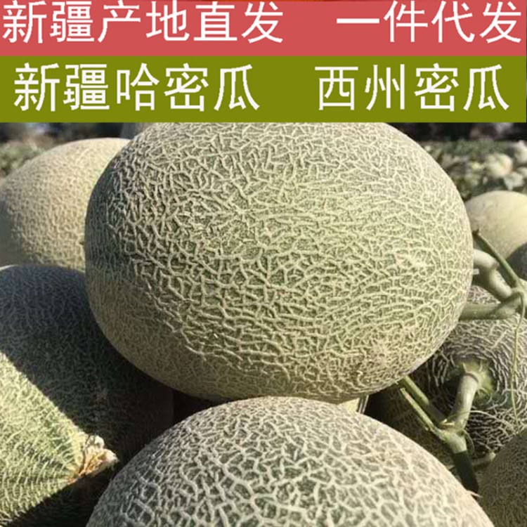 新疆哈密瓜西州蜜瓜网纹瓜吐鲁番火焰蜜瓜水果新鲜4-10斤1-2只邮