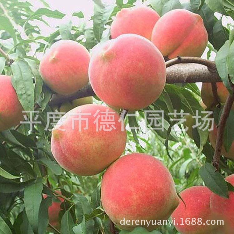 山東平度嫁接永蓮蜜桃樹苗 中晚熟桃樹苗  南北方種植桃苗