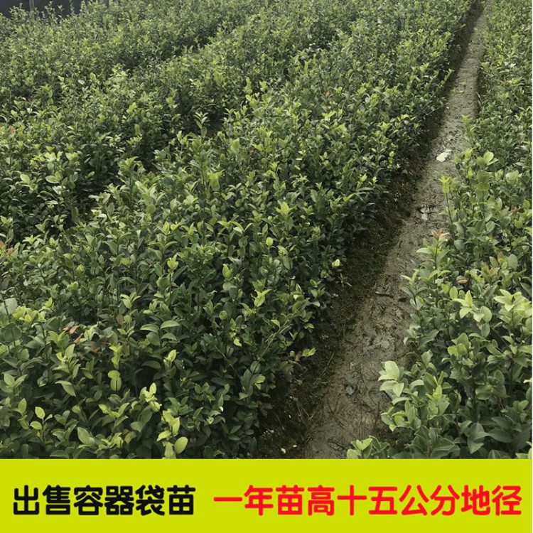 供應嫁接油茶苗 廠家批發(fā)園林喬木 直銷行道風景庭院防護樹