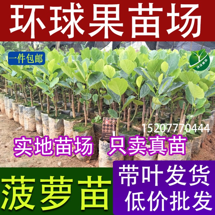 【馬來西亞1號(hào)菠蘿蜜苗】菠蘿蜜樹菠蘿菠蘿蜜批發(fā)菠蘿密苗