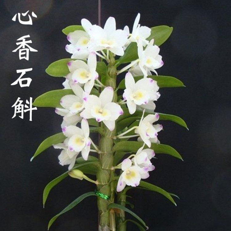 香石斛 濃香型蘭花苗 客廳陽臺室內(nèi)盆栽花觀花綠植物花卉