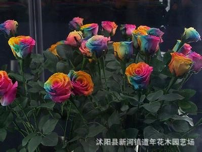 批發(fā)盆栽花卉植物花種子批發(fā) 七彩玫瑰種子 花卉紅黃白粉紫盆栽