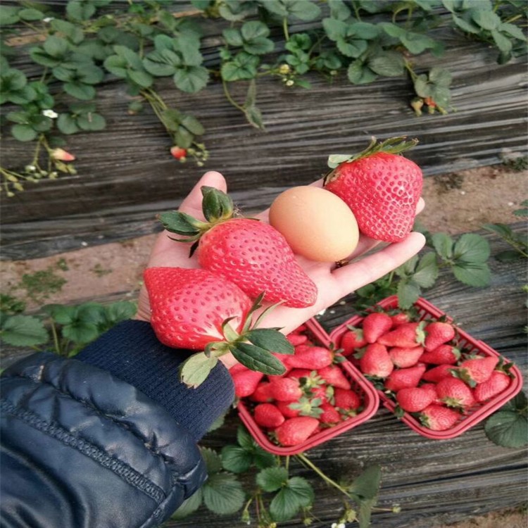 草莓苗 南方硬果草莓品種 甜查理 法蘭地草莓苗基地 脫毒苗