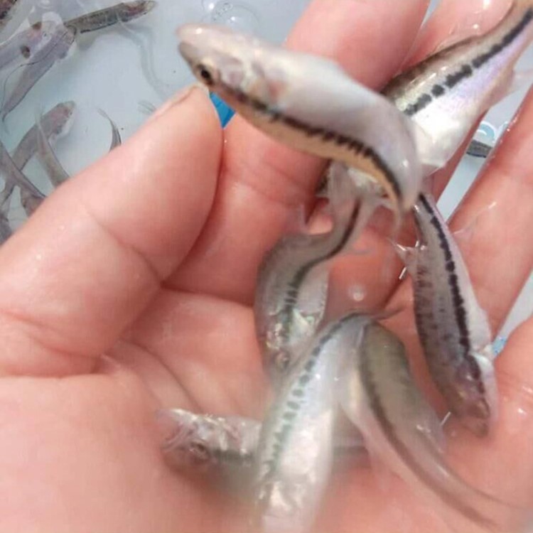 鱸魚苗 廠家直銷鮮活水產(chǎn)淡水養(yǎng)殖鱸魚苗 魚苗廠家批發(fā)鮮活水產(chǎn)