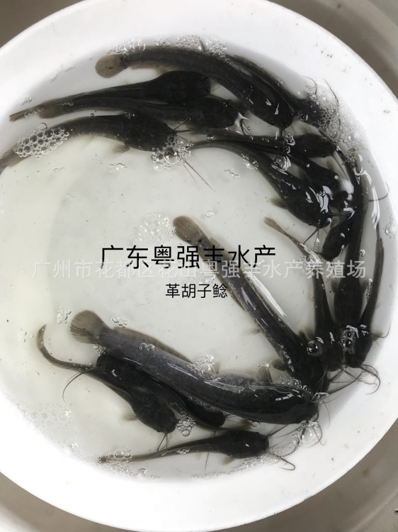 魚(yú)苗-廣東革胡子鯰魚(yú)苗批發(fā) 胡子鯰魚(yú)苗供應(yīng) 淡水魚(yú)類(lèi)出售