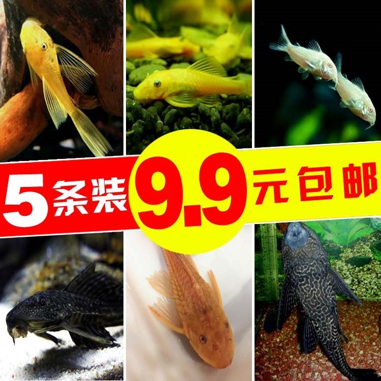 清道夫活體清潔魚(yú)底棲魚(yú)垃圾魚(yú)水族箱中大型觀(guān)賞魚(yú)熱帶魚(yú)活體包郵