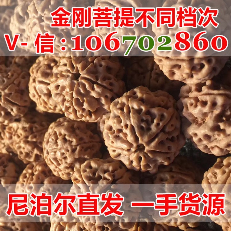 金剛菩提 大金剛菩提子 通貨 高通 精品 按斤 批發(fā) 原籽 五 六