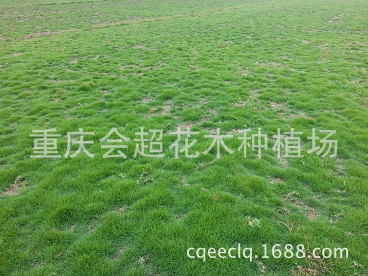 批發(fā)草坪 臺灣2號草坪 馬尼垃草坪  百慕大草坪 細(xì)葉結(jié)縷草等