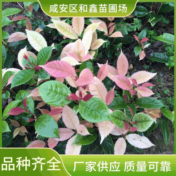 供應(yīng)彩葉桂五彩桂花 五彩桂花樹苗 新品五彩桂花綠化苗木價格實惠