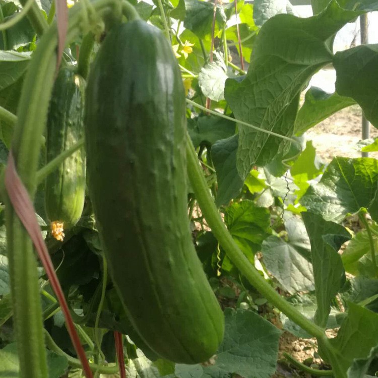 湖北隨州新鮮好吃水果小黃瓜5斤裝脆嫩蔬菜棒槌黃瓜現摘現發包郵