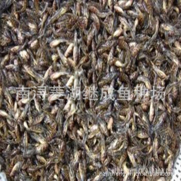 【廠家直銷】的全雄黃顙魚苗/昂刺魚/黃骨魚每斤30條左右