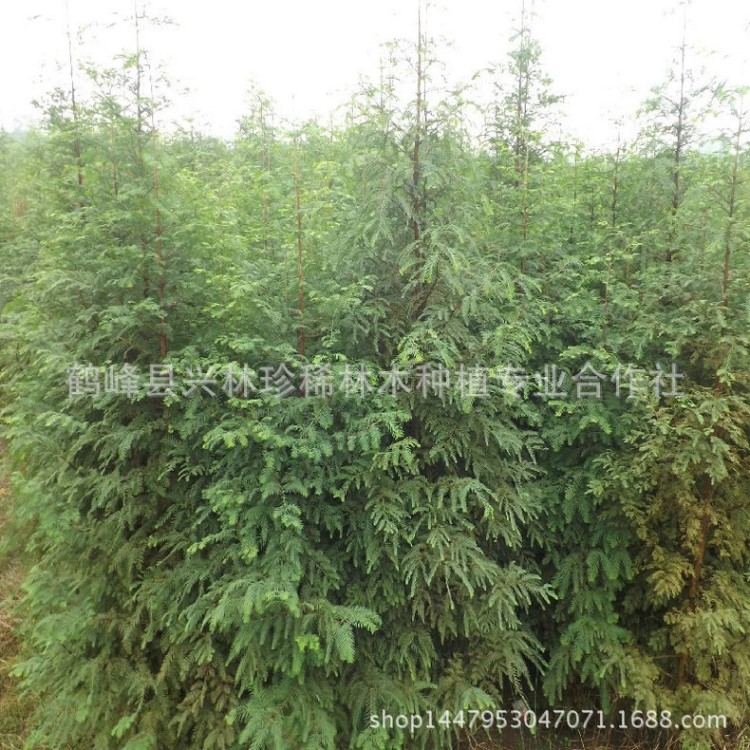 大量批發行道樹水杉小苗 庭蔭樹 綠化苗 杉木苗批發