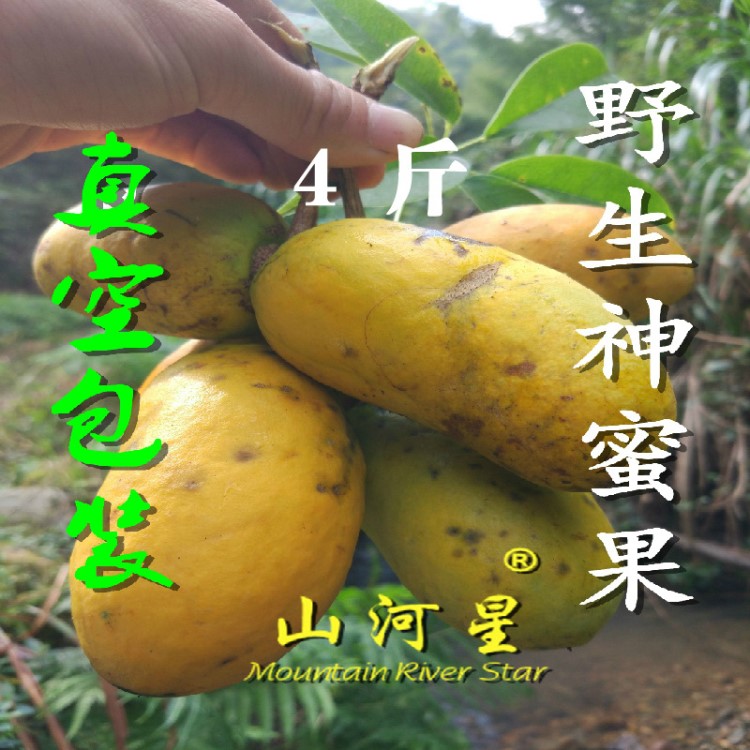 珍惜野生木通果八九月瓜牛哈卵牛藤包鈍藥野木瓜牛卵坨香蜜果4斤