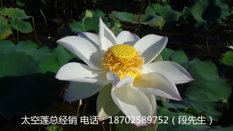 【產(chǎn)地直供】綠化水生花卉蓮花苗藕種太空蓮大型蓮花