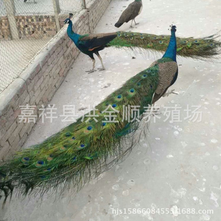 供應(yīng)觀賞動物 孔雀 鴕鳥 黑天鵝 小香豬 特種珍禽養(yǎng)殖場出售