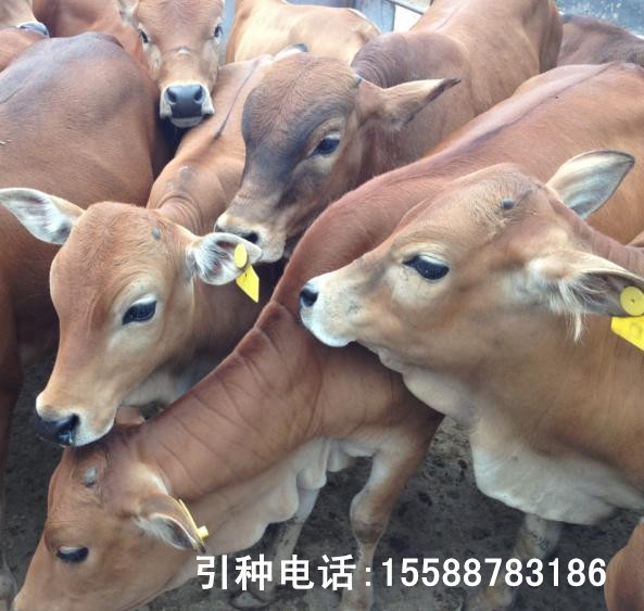 山東省牛肉羊養殖基地供應西西門塔爾牛 魯西黃牛價格