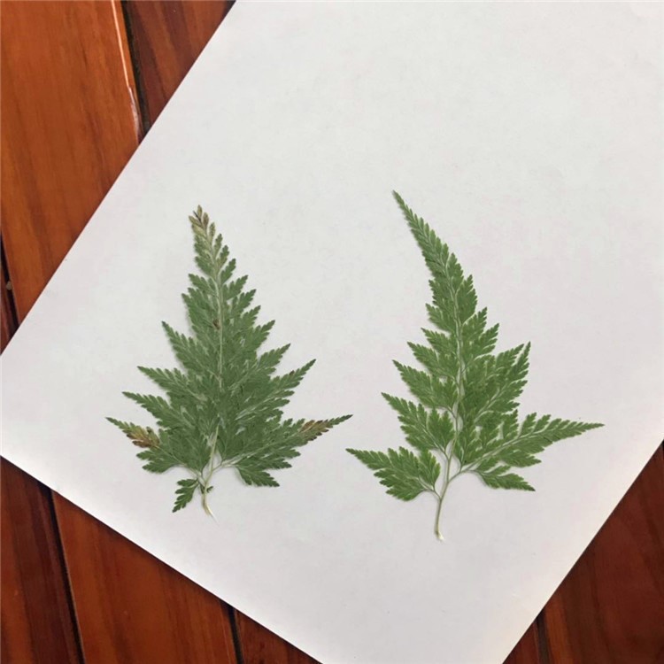 學生 天然植物標本 手工貼畫烏蕨diy押花畫 植物樹葉植物