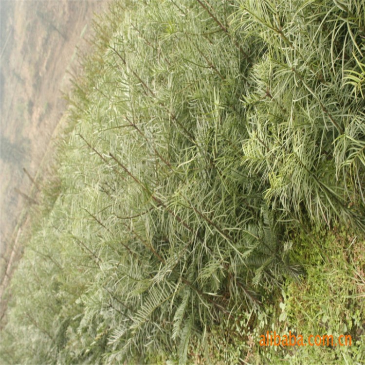 【基地直銷】三尖杉苗   粗榧苗  香榧苗