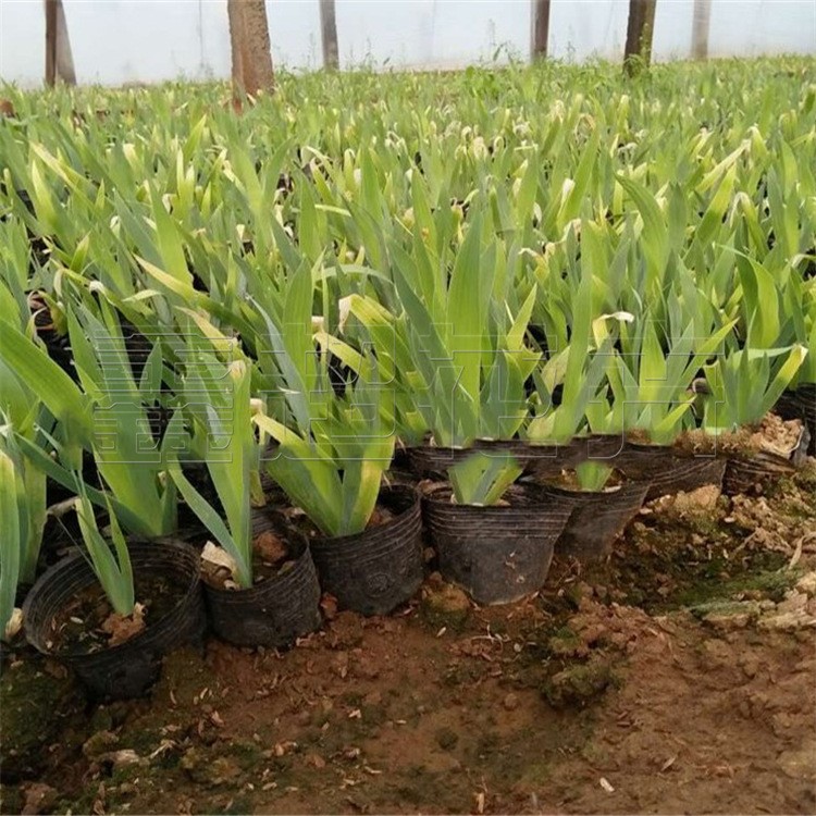 德國鳶尾批量供應(yīng) 多年生草本花卉 德國鳶尾盆栽苗