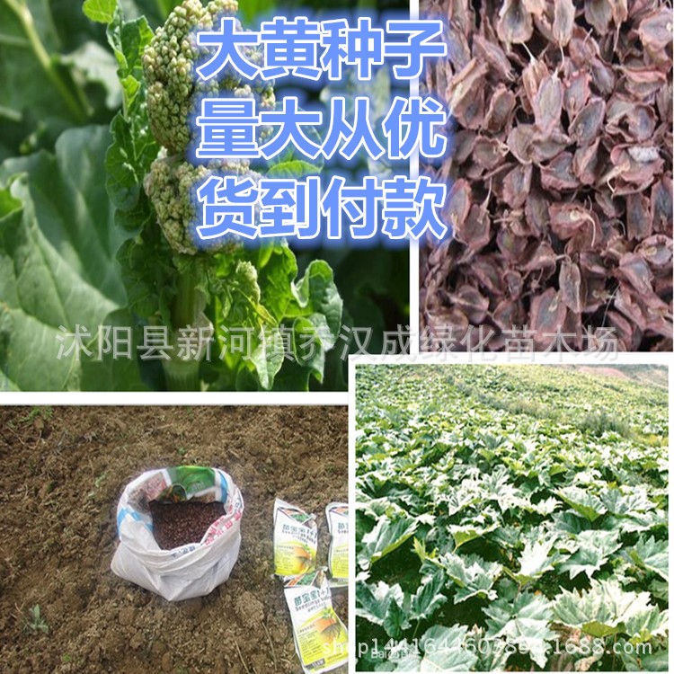 批發(fā)中藥材種子 大黃種子柴胡板藍(lán)根白芷益母草枸杞山茱萸等藥材