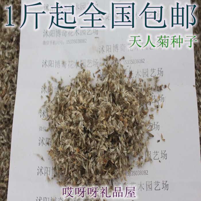 花卉種子 美麗天人菊花種子-耐干旱炎熱/耐寒/喜陽光/盆栽種子