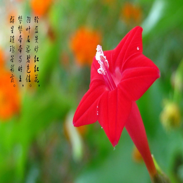 批發(fā)花草植物五角星花卉種子 攀巖蔦蘿花種子 20粒/包  基地直銷
