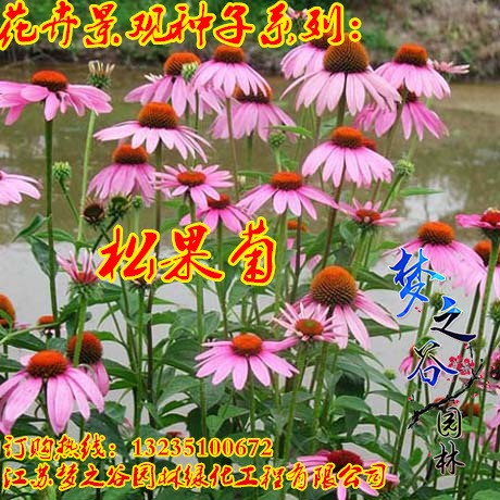 供應(yīng)公園庭院草花 松果菊 觀賞花卉種子 紫錐菊 紫錐花