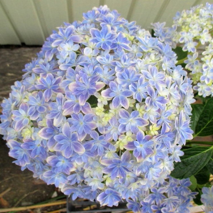 繡球花苗  重瓣美達(dá)花園藝 萬(wàn)華鏡蒙娜麗莎 惠子否紗織非常容易神