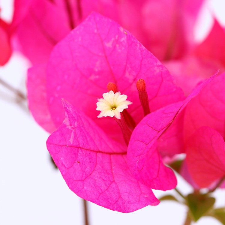 千日紅三角梅盆栽 常綠灌木同安紅盆栽 庭院花卉盆栽基地批發(fā)