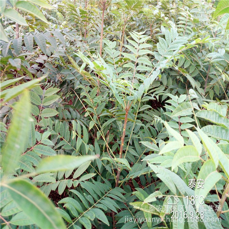 紅香椿苗價格 紅油香椿苗 紅油香椿樹苗價格 紅油香椿苗價格