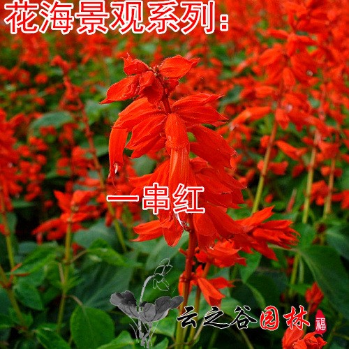 一串紅 紅花鼠尾春夏播花卉盆栽易種植物