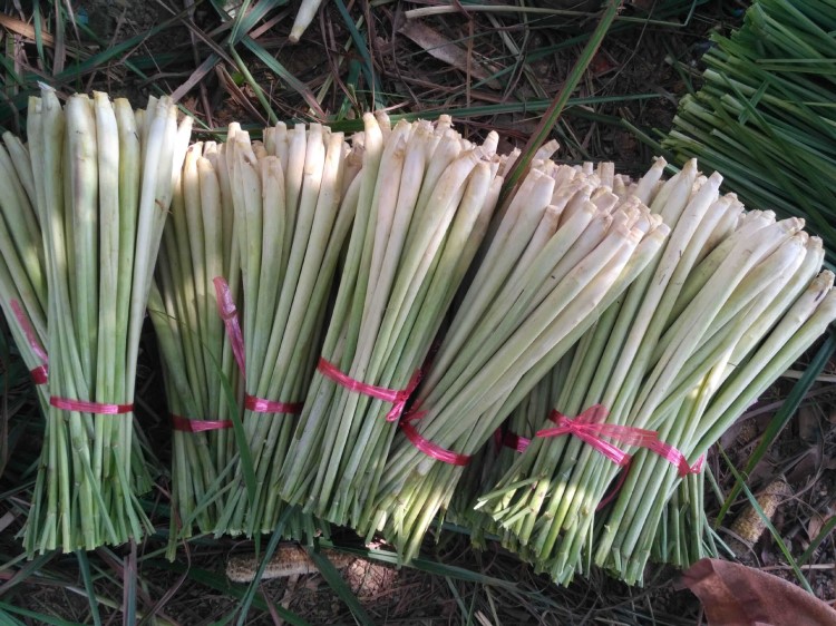 新鮮檸檬香茅草，冬陰功香料，種植時(shí)間長(zhǎng)，味濃