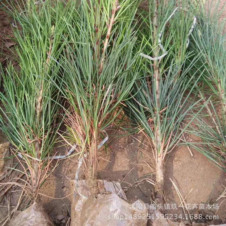 苗木批發(fā)白皮松樹 園林花卉植物常綠喬木綠植規(guī)格白皮松樹苗