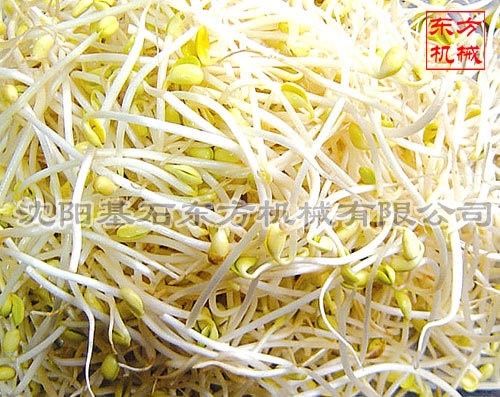 60A型芽苗機(jī)|花生芽機(jī)|綠色芽苗菜|芽苗菜技術(shù)加盟|大型黃豆芽機(jī)