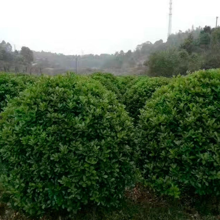 四季常青大葉黃楊球價(jià)格 公園景觀綠化樹(shù)  多規(guī)格 貨源充足 價(jià)優(yōu)