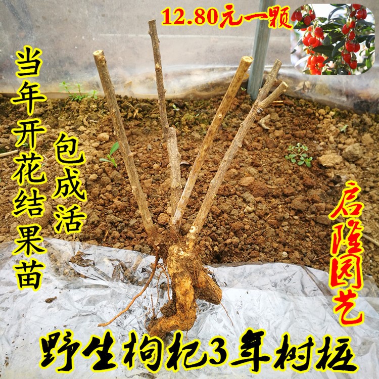 枸杞盆景 微型枸杞老盆栽 野生枸杞樹樁苗不含盆觀賞植物當年一般