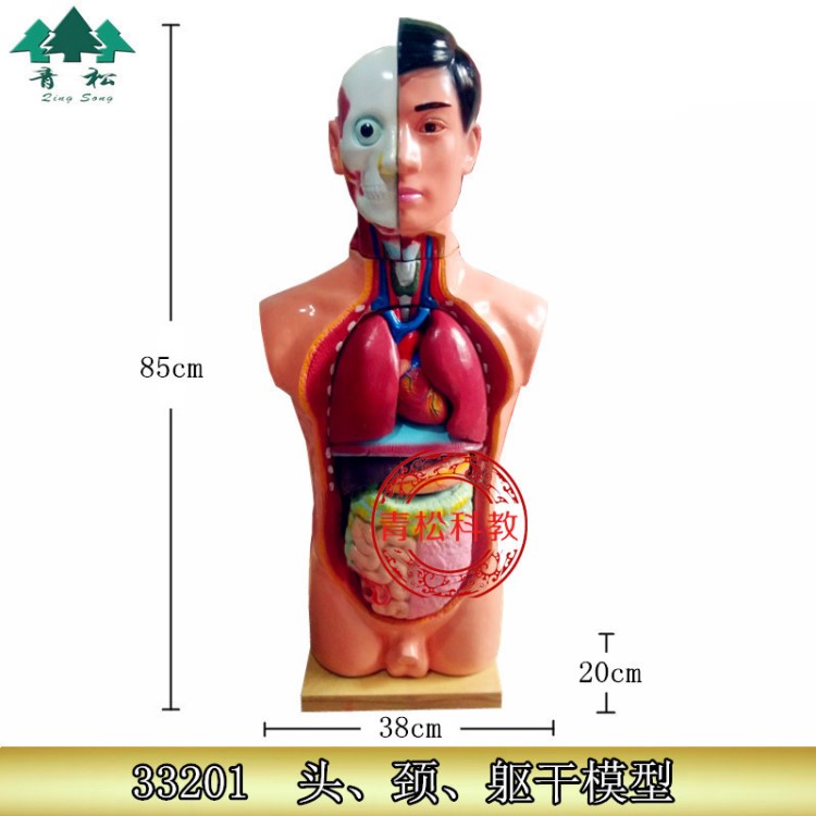 85cm高 人體頭頸軀干模型 半身心肺肝腎胃腸生物醫(yī)學(xué)教具教學(xué)儀器