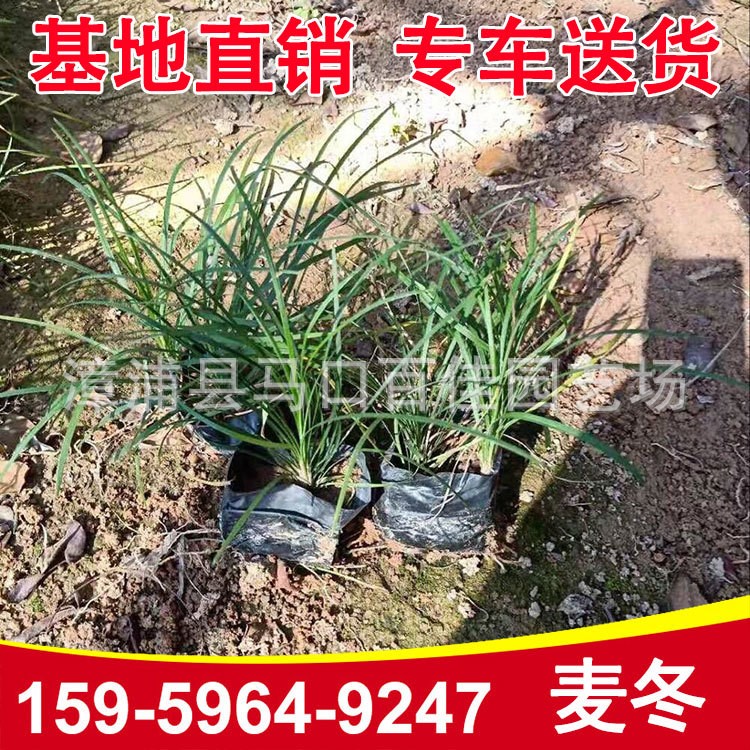 玉龍草 矮麥冬 沿階草小苗袋苗 綠化用草坪