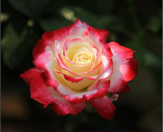 花卉月季灌木大花濃香四季開花庭院植物南陽豐花勤花多頭盆栽地栽