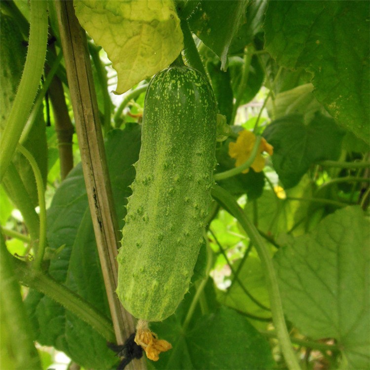 水果黃瓜種子 荷蘭小黃瓜 陽臺(tái)盆栽四季菜籽蔬菜種子10粒