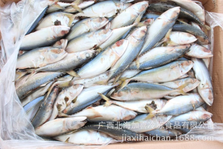 供應(yīng) 廠家直銷 次品白面巴浪魚(yú)（可當(dāng)飼料，可加工）