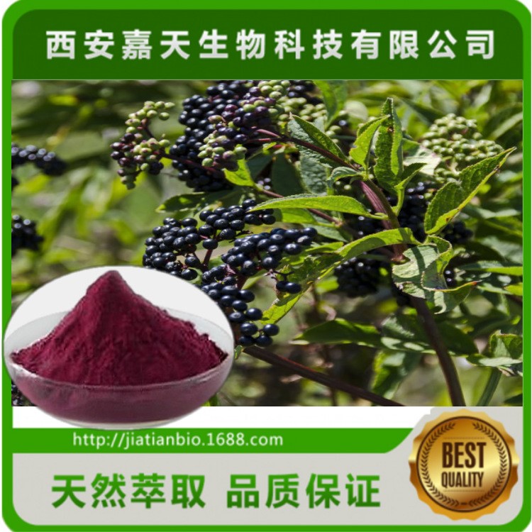 接骨木提取物 花青素5-25%黃酮5%