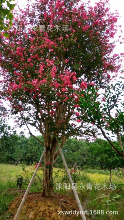 大規格原生紅花紫薇，30公分粗度叢生紅花紫薇樹，大規格原生紫薇