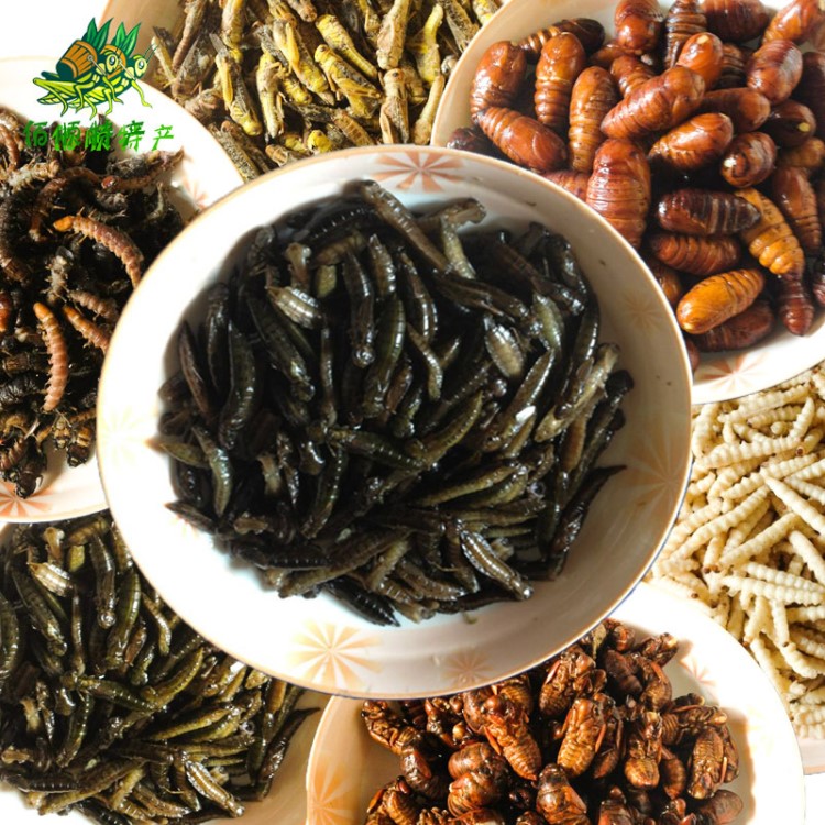 率10(g)体重食用用途新秀特产产地/厂家柴虫品种速冻食用昆虫批发供应